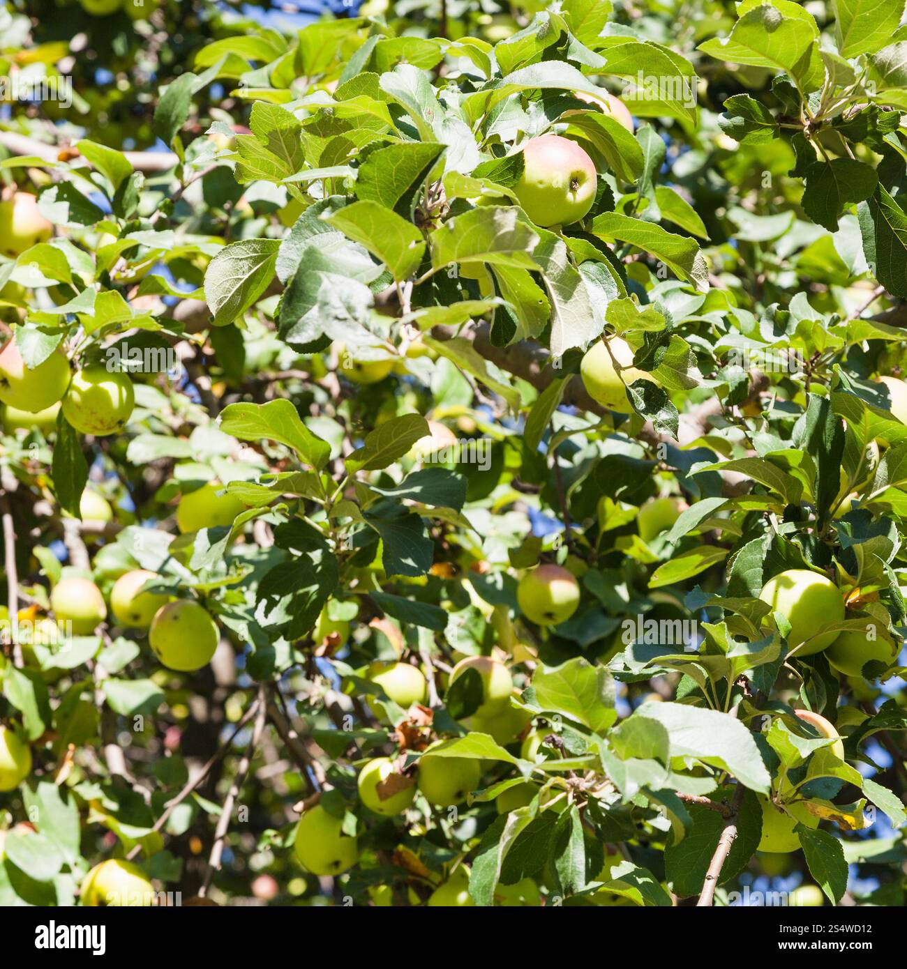 Jaune sur les pommes mûres vieux pommier dans un verger en été Banque D'Images