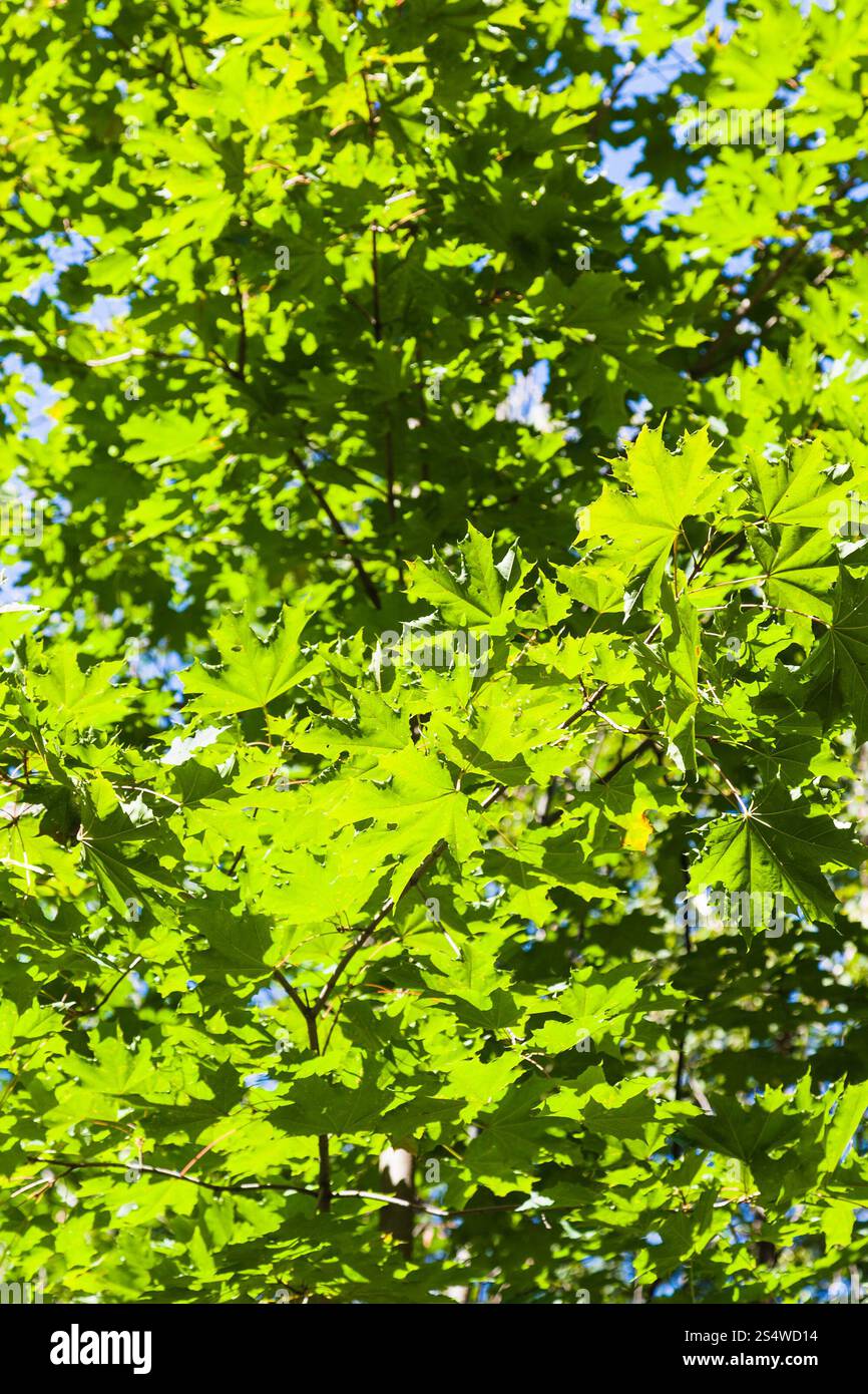 Feuilles d'érable vertes illuminée par la lumière du soleil dans la forêt en été Banque D'Images