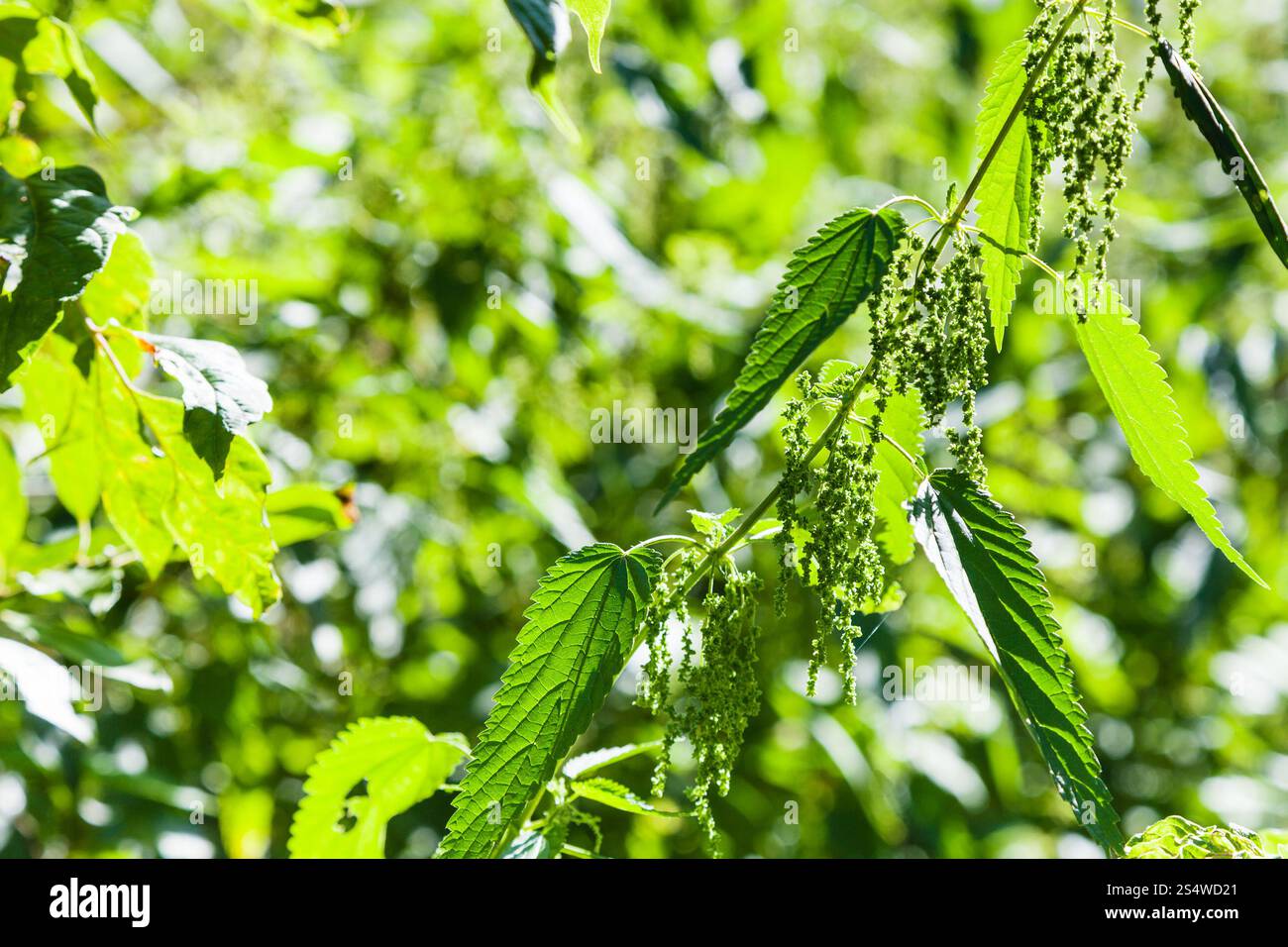 Les feuilles d'ortie vert allumé par Sun dans la forêt de l'été Banque D'Images