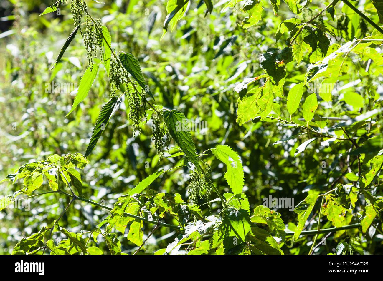 Les buissons d'orties vert allumé par Sun dans la forêt en été Banque D'Images
