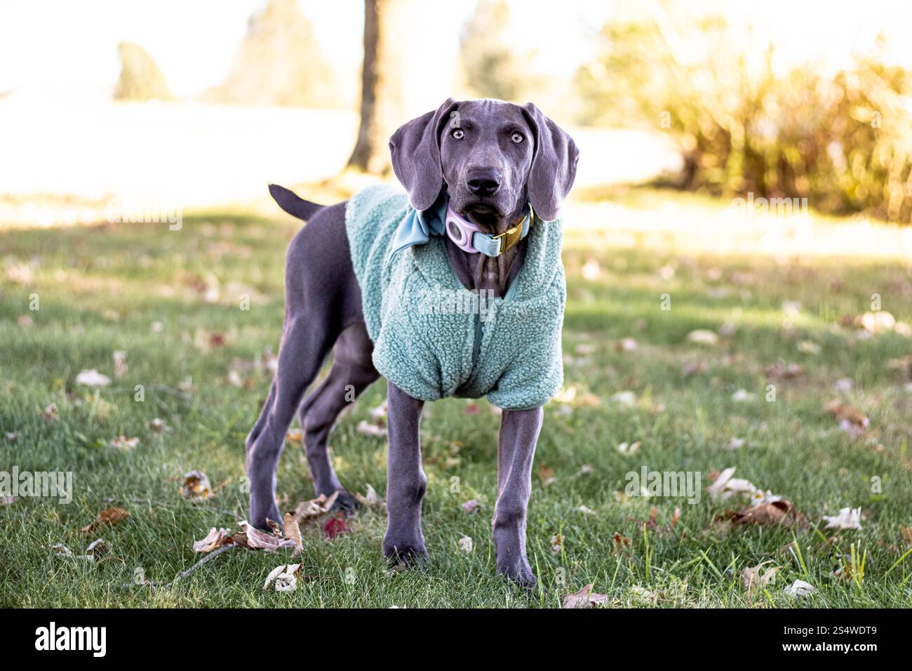 Blue Weimaraner AKC chiot enregistré dans la cour Banque D'Images