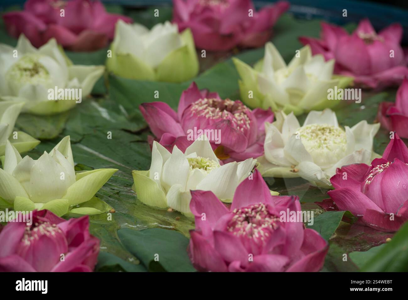 Décoration florale à la maison Jim Thompson avec le jardin près de la place Siam dans la ville de Bangkok en Thaïlande dans le sud-astasie. ASIE THAÏLANDE Banque D'Images