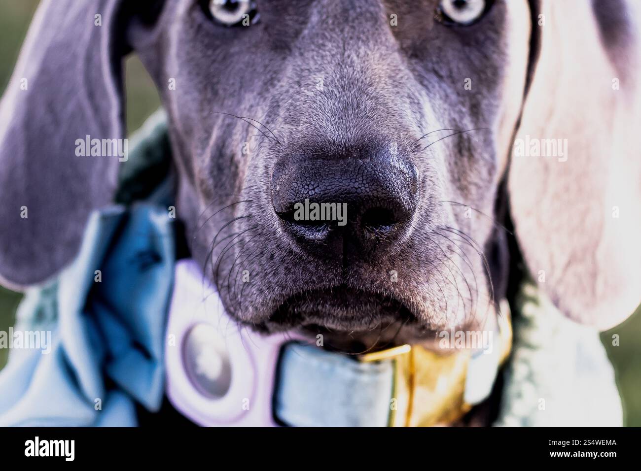 Blue Weimaraner AKC chiot enregistré dans la cour Banque D'Images