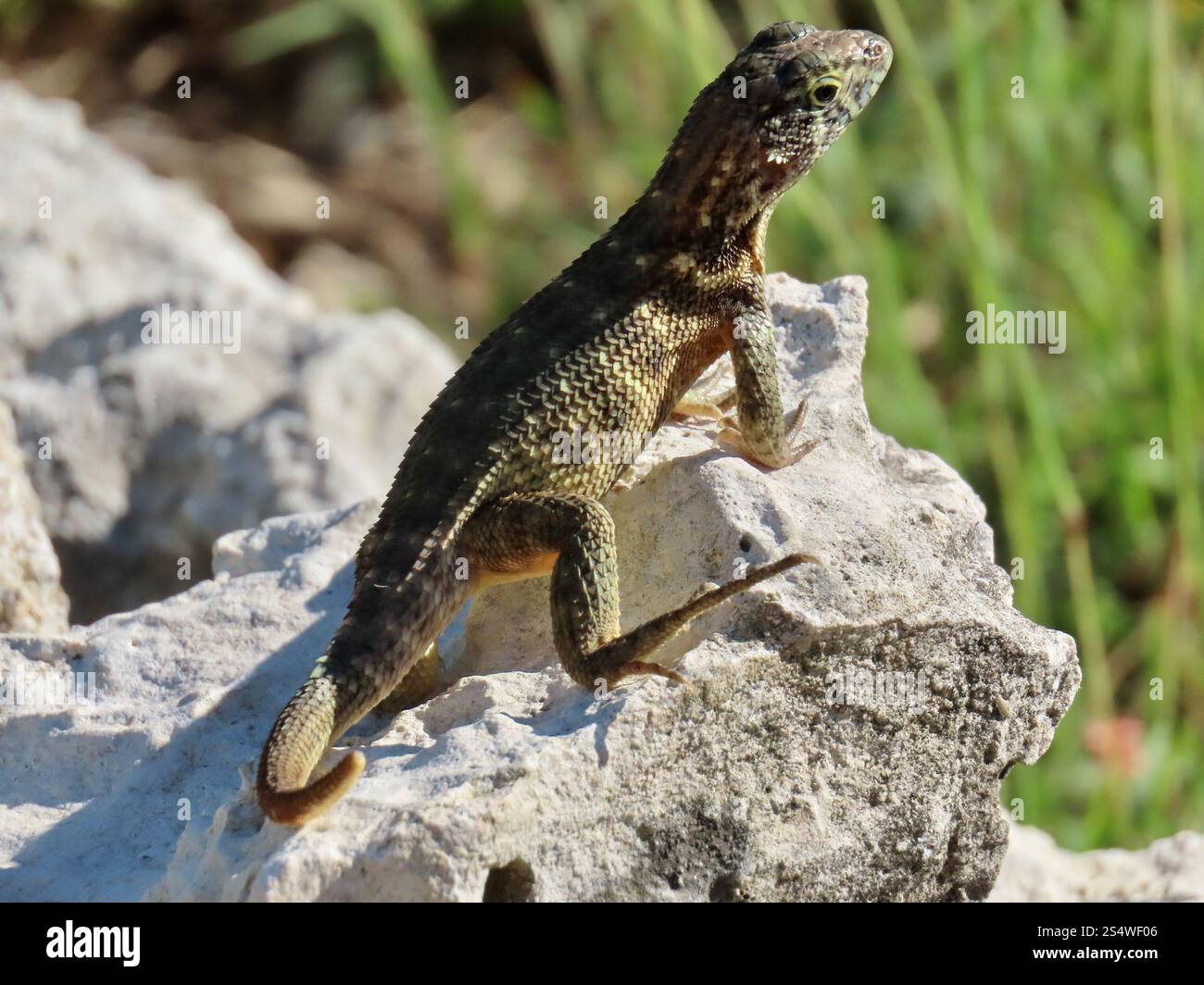 Le Lézard Curly nord (Leiocephalus carinatus) Banque D'Images