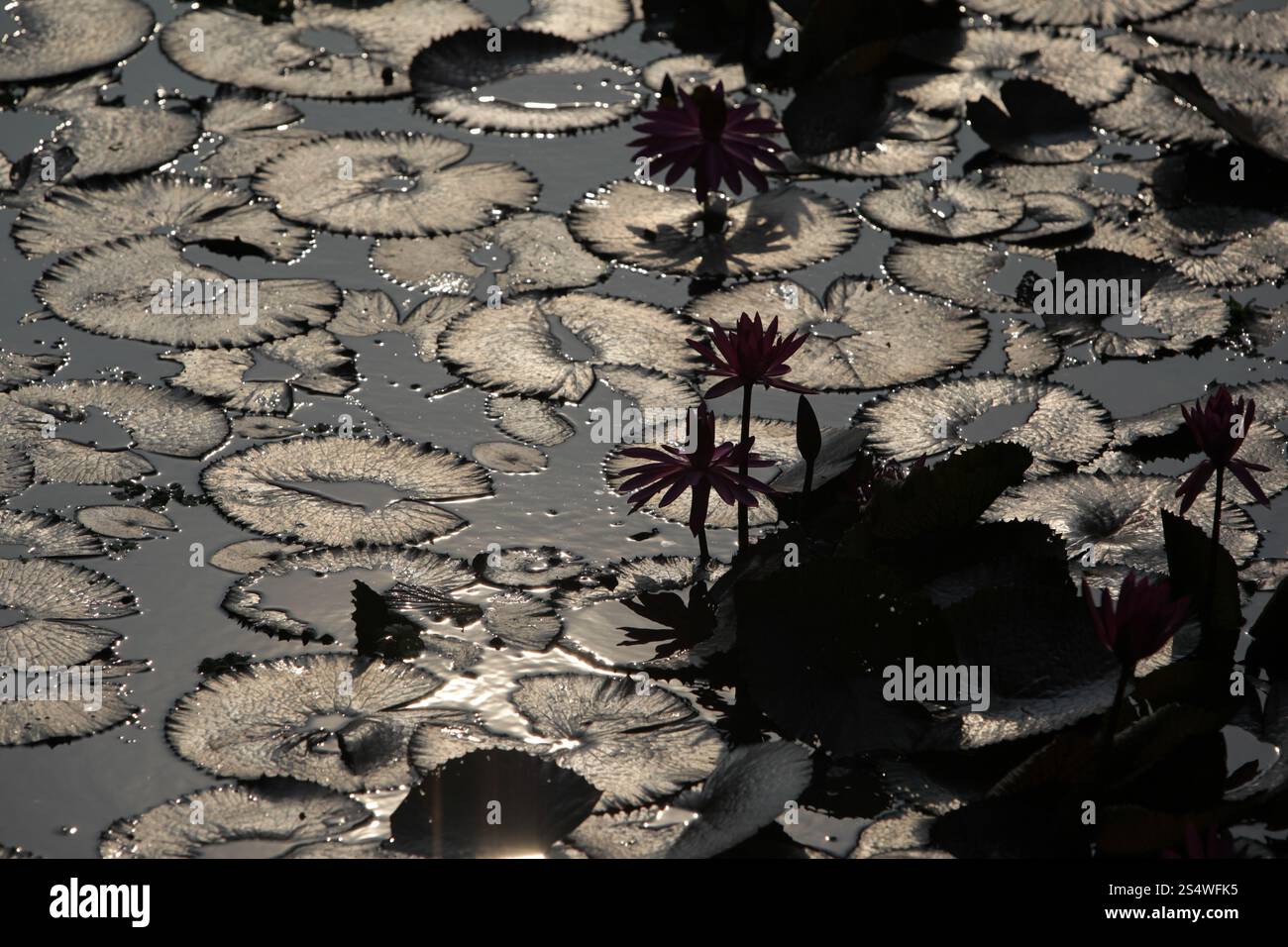 Un jardin de fleurs de lotus dans la ville d'Ayutthaya au nord de bangkok en Thaïlande dans le sud-astasie. ASIE THAÏLANDE AYUTHAYA NATURE FLEUR DE LOTUS Banque D'Images