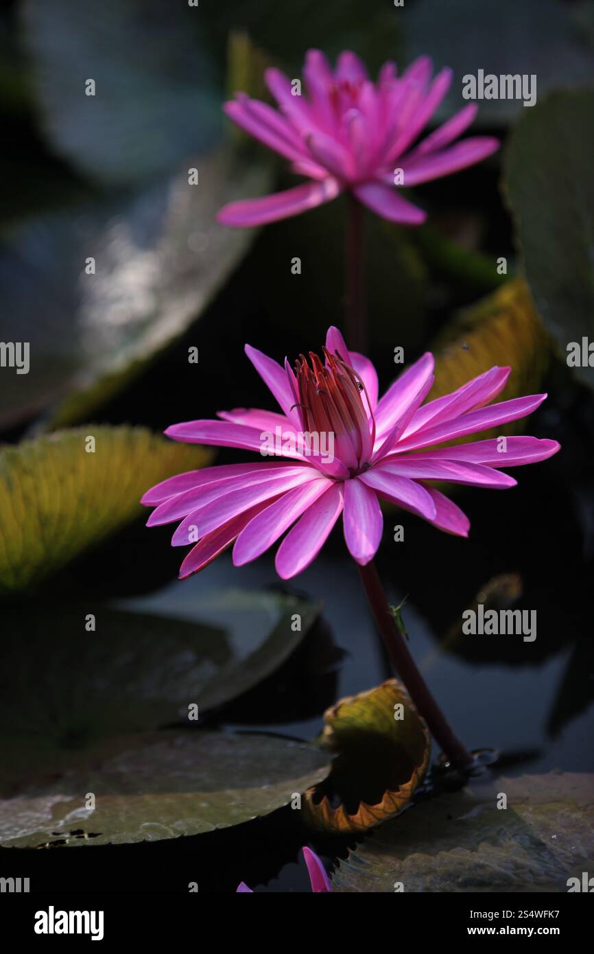 Un jardin de fleurs de lotus dans la ville d'Ayutthaya au nord de bangkok en Thaïlande dans le sud-astasie. ASIE THAÏLANDE AYUTHAYA NATURE FLEUR DE LOTUS Banque D'Images
