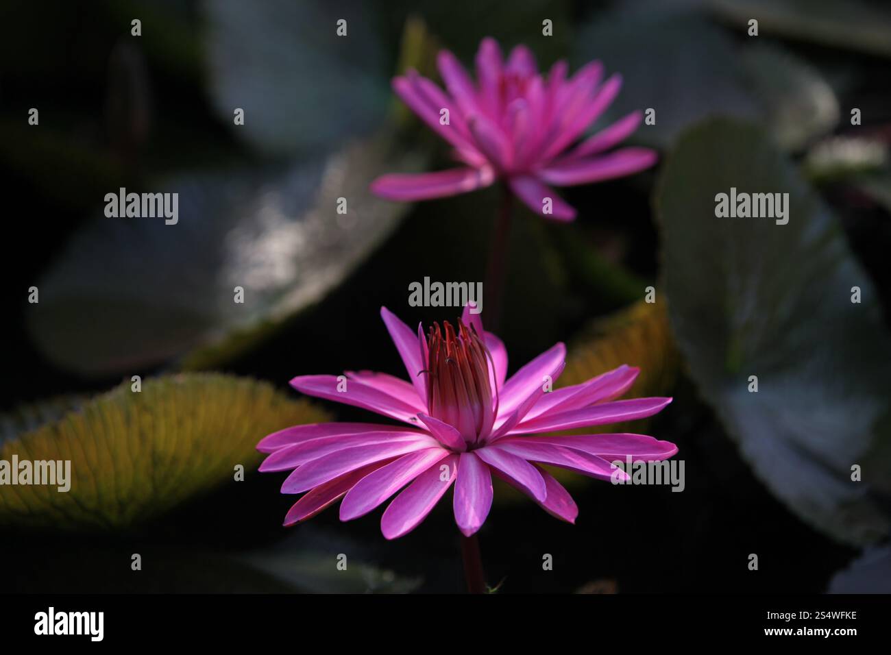 Un jardin de fleurs de lotus dans la ville d'Ayutthaya au nord de bangkok en Thaïlande dans le sud-astasie. ASIE THAÏLANDE AYUTHAYA NATURE FLEUR DE LOTUS Banque D'Images