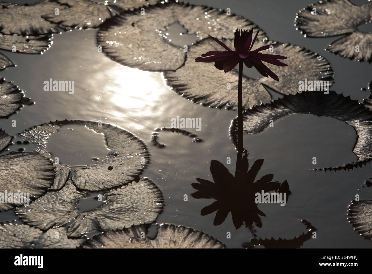 Un jardin de fleurs de lotus dans la ville d'Ayutthaya au nord de bangkok en Thaïlande dans le sud-astasie. ASIE THAÏLANDE AYUTHAYA NATURE FLEUR DE LOTUS Banque D'Images