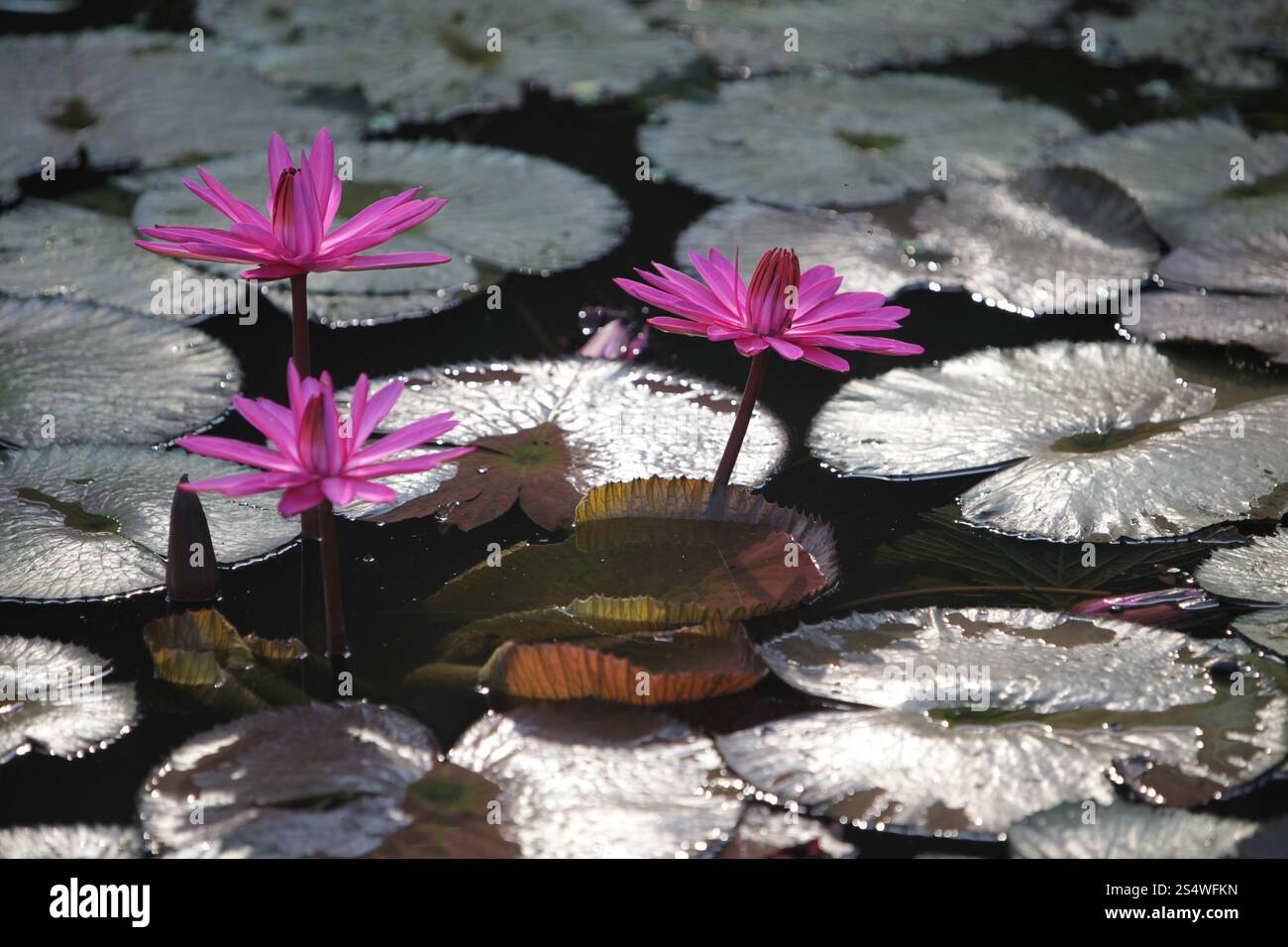 Un jardin de fleurs de lotus dans la ville d'Ayutthaya au nord de bangkok en Thaïlande dans le sud-astasie. ASIE THAÏLANDE AYUTHAYA NATURE FLEUR DE LOTUS Banque D'Images