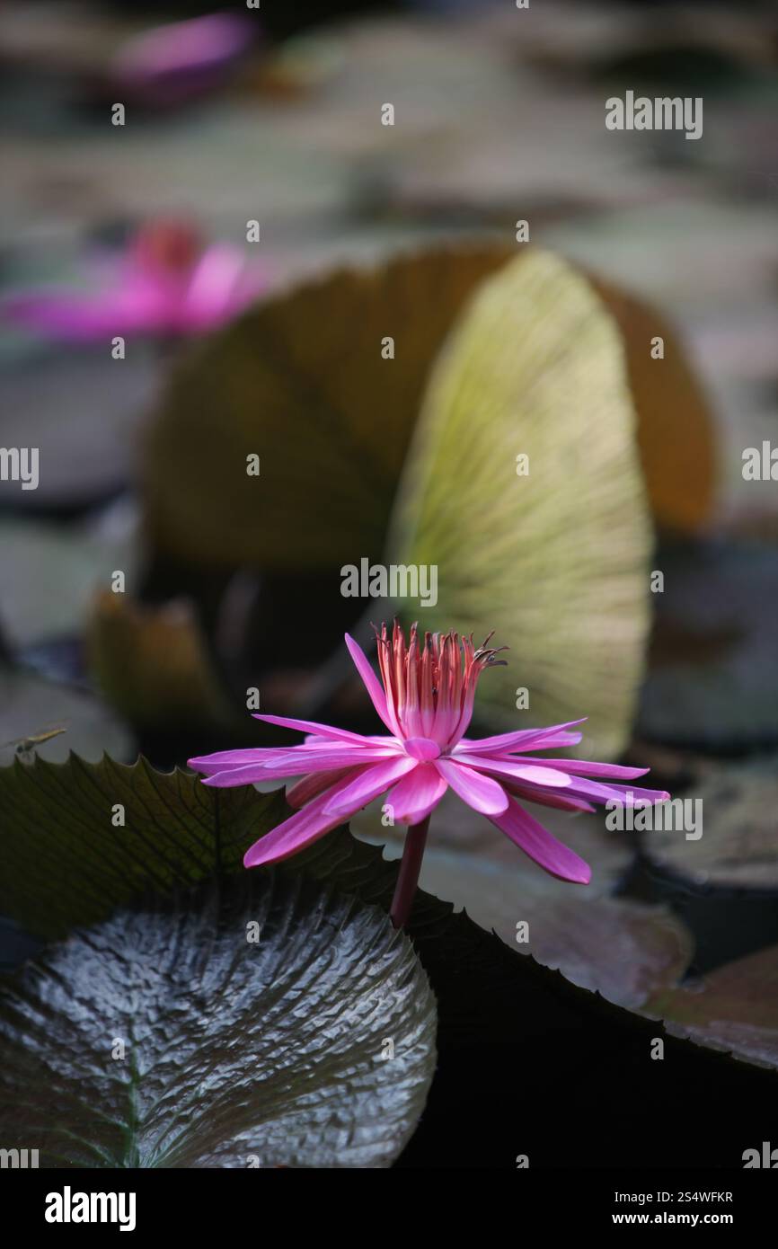 Un jardin de fleurs de lotus dans la ville d'Ayutthaya au nord de bangkok en Thaïlande dans le sud-astasie. ASIE THAÏLANDE AYUTHAYA NATURE FLEUR DE LOTUS Banque D'Images