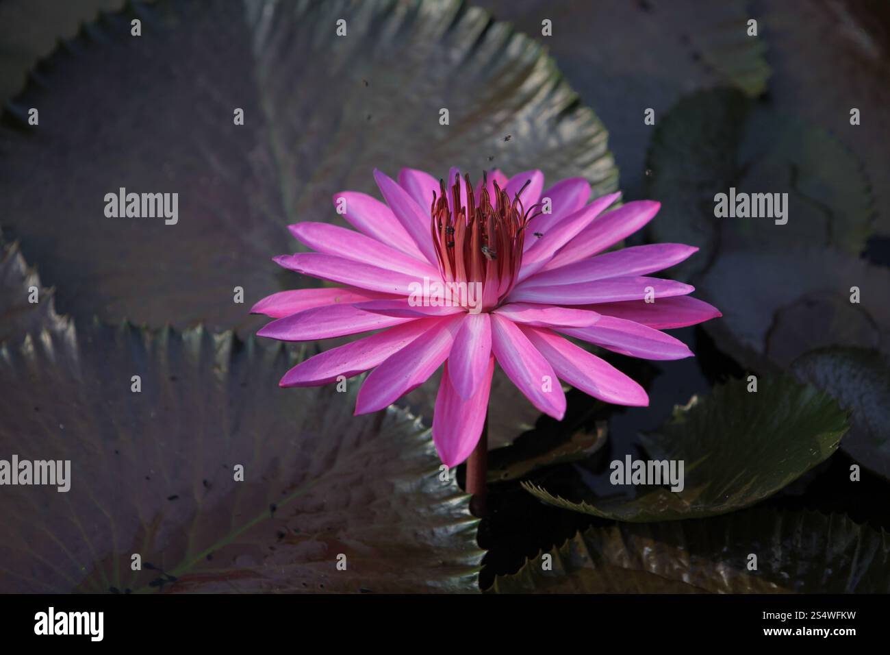 Un jardin de fleurs de lotus dans la ville d'Ayutthaya au nord de bangkok en Thaïlande dans le sud-astasie. ASIE THAÏLANDE AYUTHAYA NATURE FLEUR DE LOTUS Banque D'Images