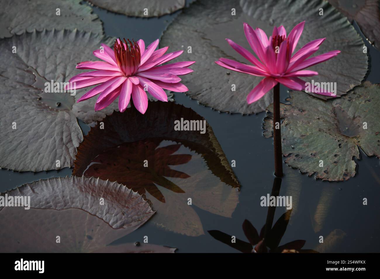 Un jardin de fleurs de lotus dans la ville d'Ayutthaya au nord de bangkok en Thaïlande dans le sud-astasie. ASIE THAÏLANDE AYUTHAYA NATURE FLEUR DE LOTUS Banque D'Images