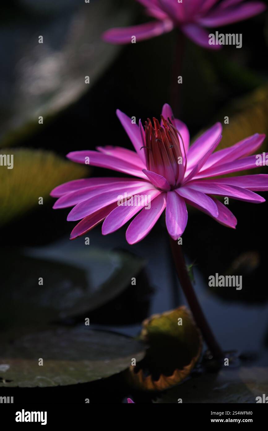 Un jardin de fleurs de lotus dans la ville d'Ayutthaya au nord de bangkok en Thaïlande dans le sud-astasie. ASIE THAÏLANDE AYUTHAYA NATURE FLEUR DE LOTUS Banque D'Images Un jardin de fleurs de lotus dans la ville d'Ayutthaya au nord de bangkok en Thaïlande dans le sud-astasie. ASIE THAÏLANDE AYUTHAYA NATURE FLEUR DE LOTUS Banque D'Images