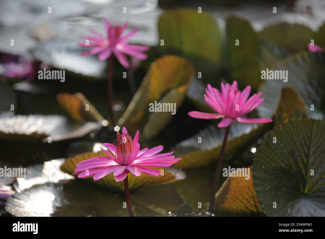Un jardin de fleurs de lotus dans la ville d'Ayutthaya au nord de bangkok en Thaïlande dans le sud-astasie. ASIE THAÏLANDE AYUTHAYA NATURE FLEUR DE LOTUS Banque D'Images