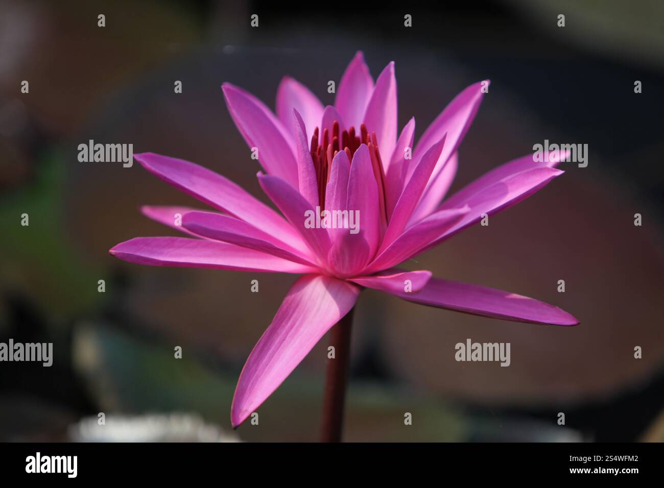 Un jardin de fleurs de lotus dans la ville d'Ayutthaya au nord de bangkok en Thaïlande dans le sud-astasie. ASIE THAÏLANDE AYUTHAYA NATURE FLEUR DE LOTUS Banque D'Images