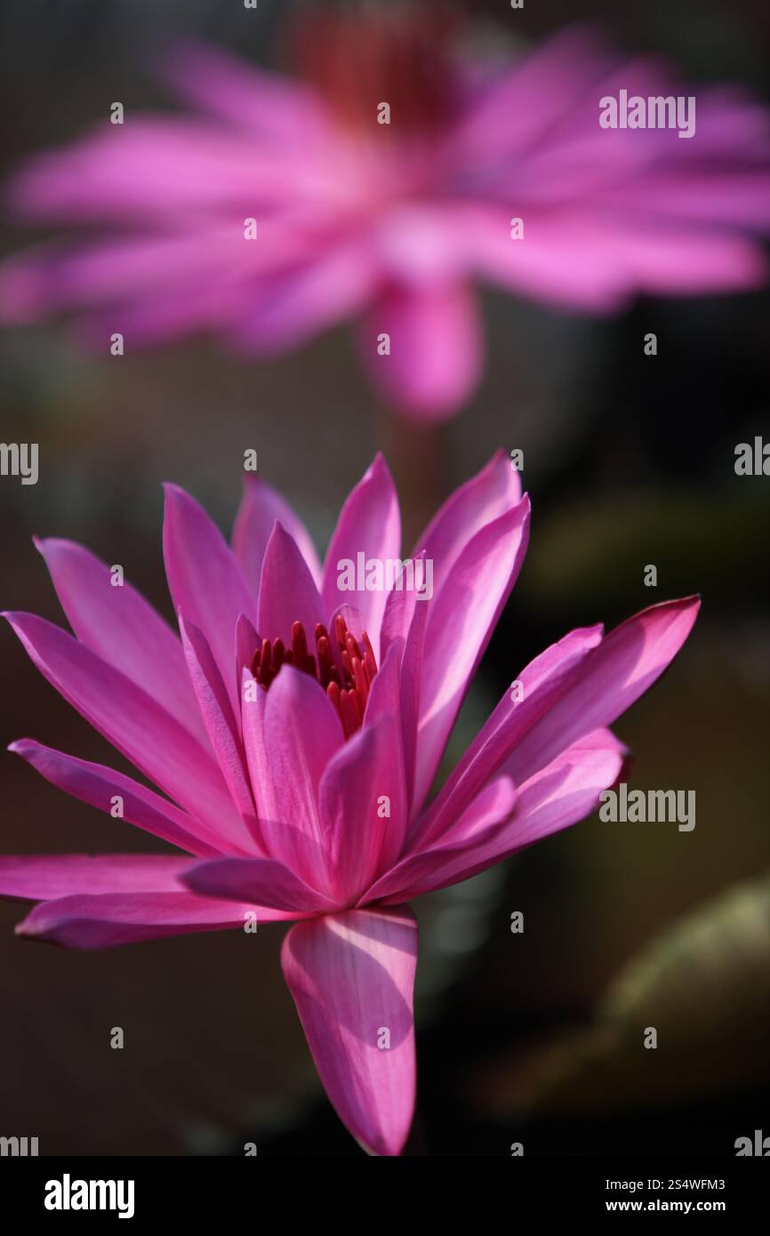 Un jardin de fleurs de lotus dans la ville d'Ayutthaya au nord de bangkok en Thaïlande dans le sud-astasie. ASIE THAÏLANDE AYUTHAYA NATURE FLEUR DE LOTUS Banque D'Images
