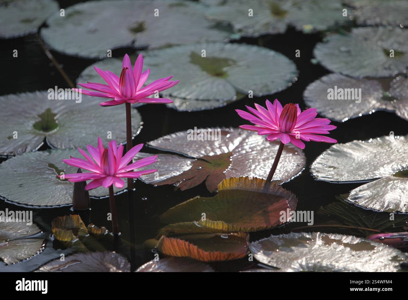 Un jardin de fleurs de lotus dans la ville d'Ayutthaya au nord de bangkok en Thaïlande dans le sud-astasie. ASIE THAÏLANDE AYUTHAYA NATURE FLEUR DE LOTUS Banque D'Images