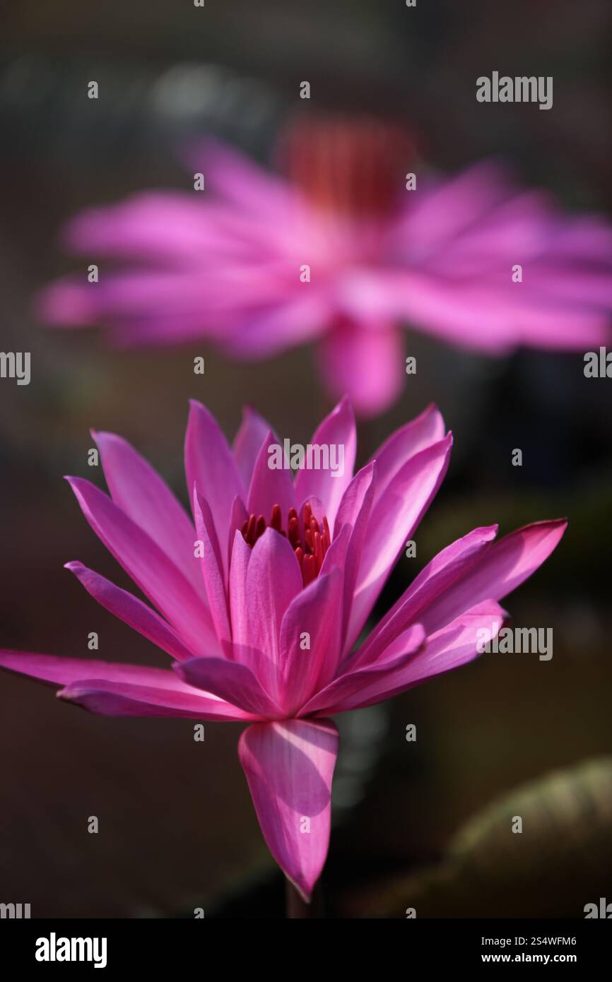 Un jardin de fleurs de lotus dans la ville d'Ayutthaya au nord de bangkok en Thaïlande dans le sud-astasie. ASIE THAÏLANDE AYUTHAYA NATURE FLEUR DE LOTUS Banque D'Images