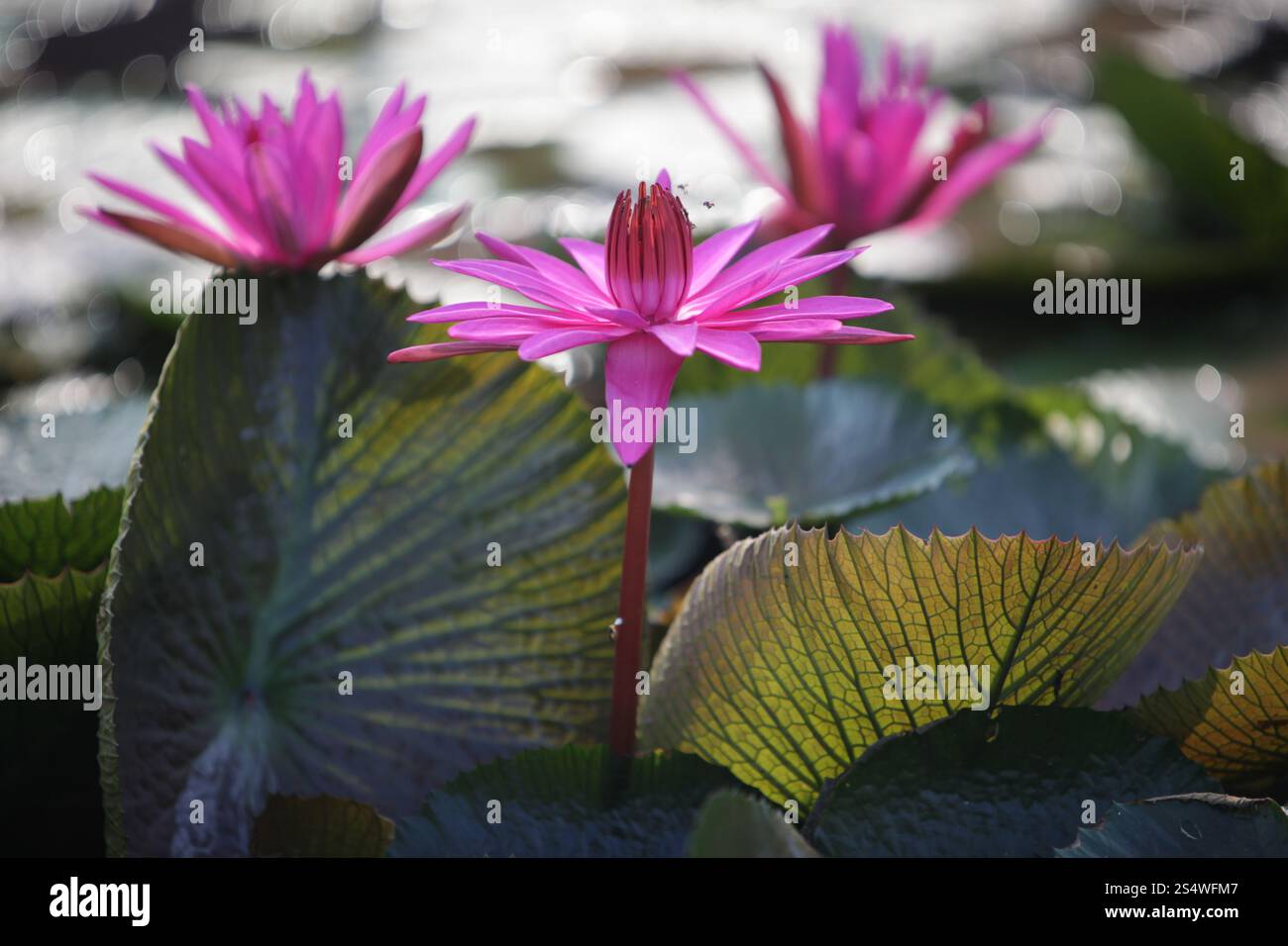 Un jardin de fleurs de lotus dans la ville d'Ayutthaya au nord de bangkok en Thaïlande dans le sud-astasie. ASIE THAÏLANDE AYUTHAYA NATURE FLEUR DE LOTUS Banque D'Images