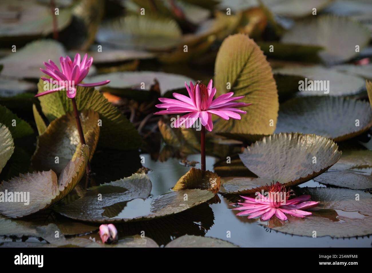 Un jardin de fleurs de lotus dans la ville d'Ayutthaya au nord de bangkok en Thaïlande dans le sud-astasie. ASIE THAÏLANDE AYUTHAYA NATURE FLEUR DE LOTUS Banque D'Images