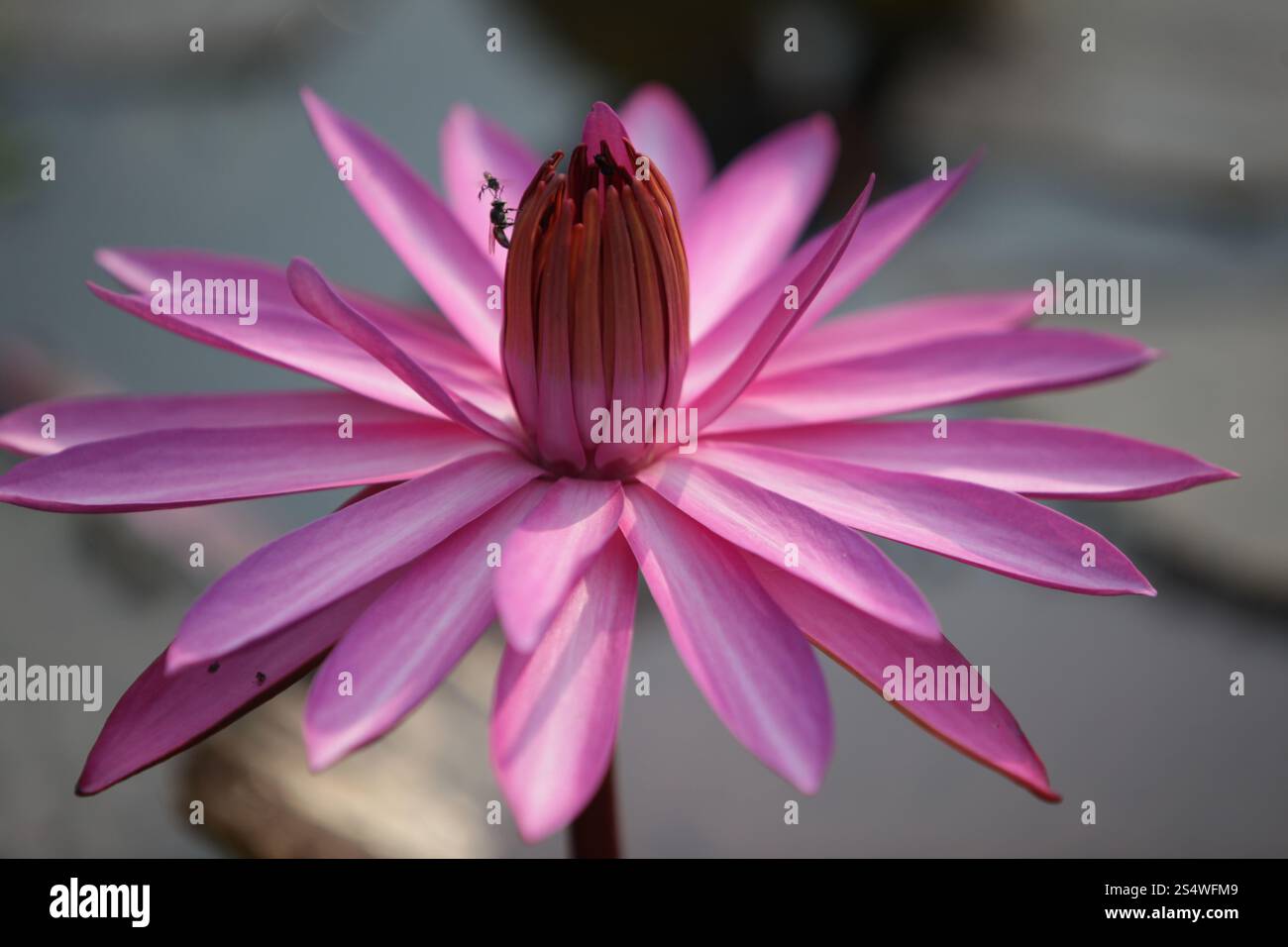 Un jardin de fleurs de lotus dans la ville d'Ayutthaya au nord de bangkok en Thaïlande dans le sud-astasie. ASIE THAÏLANDE AYUTHAYA NATURE FLEUR DE LOTUS Banque D'Images