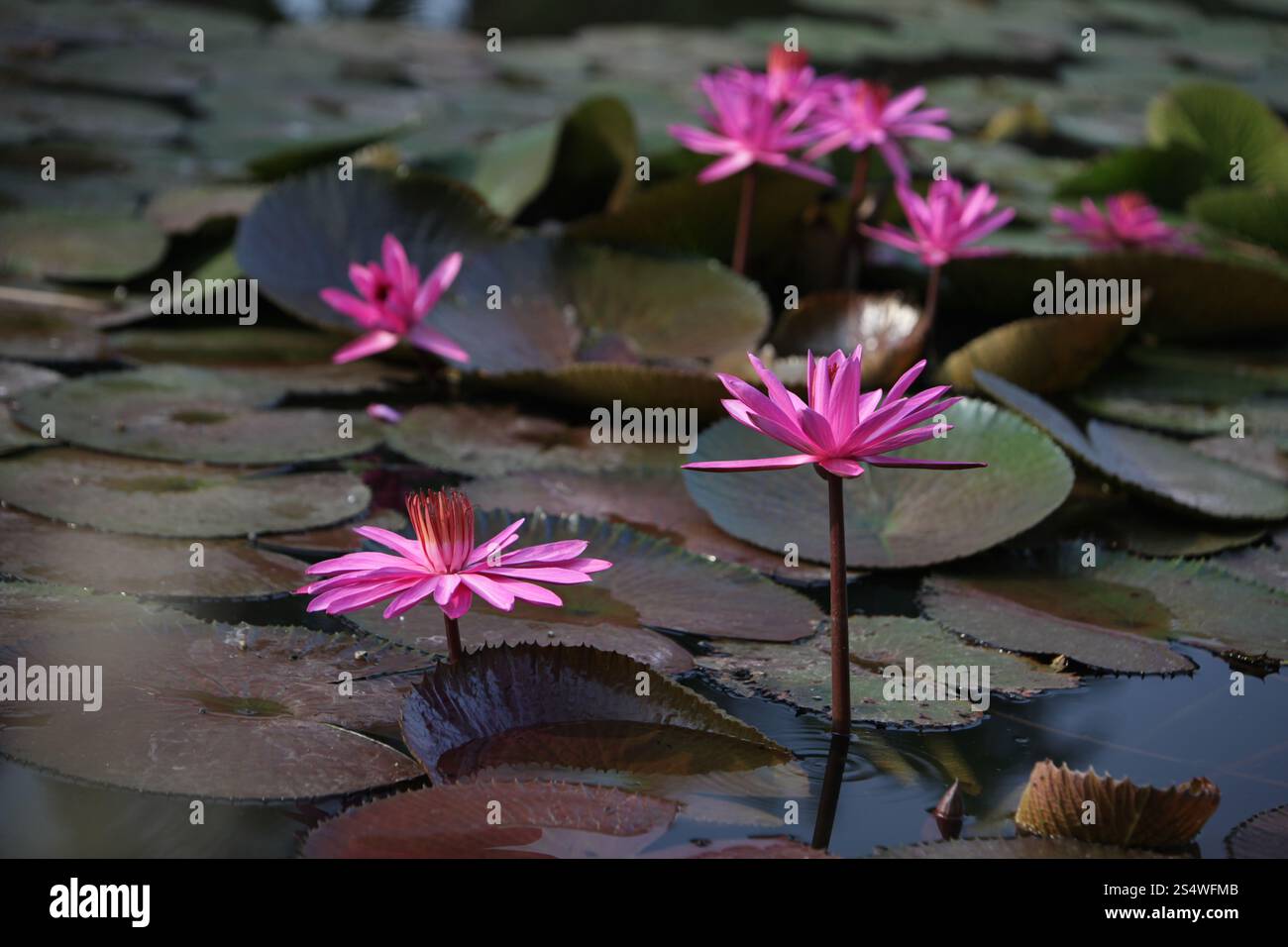 Un jardin de fleurs de lotus dans la ville d'Ayutthaya au nord de bangkok en Thaïlande dans le sud-astasie. ASIE THAÏLANDE AYUTHAYA NATURE FLEUR DE LOTUS Banque D'Images