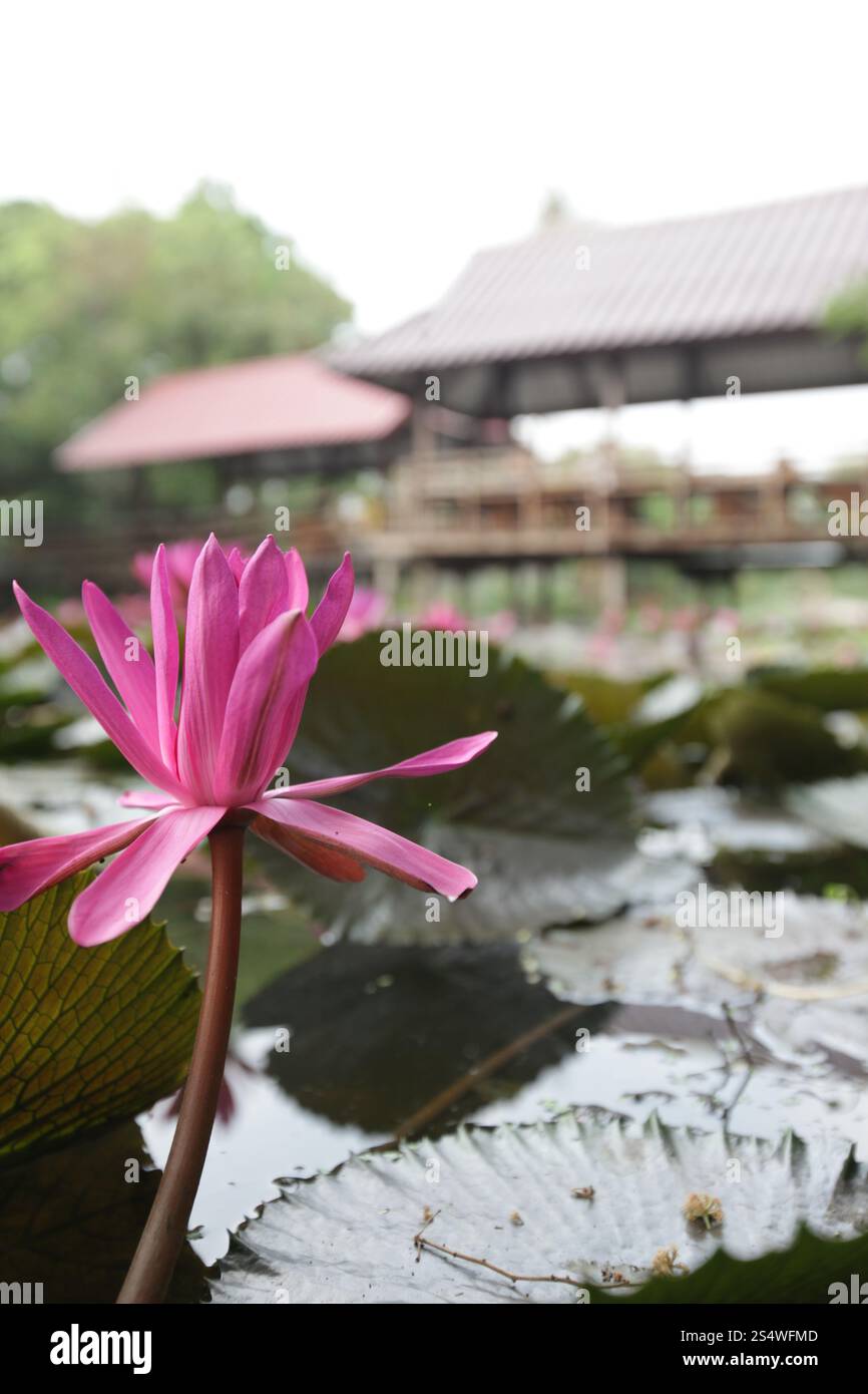 Un jardin de fleurs de lotus dans la ville d'Ayutthaya au nord de bangkok en Thaïlande dans le sud-astasie. ASIE THAÏLANDE AYUTHAYA NATURE FLEUR DE LOTUS Banque D'Images