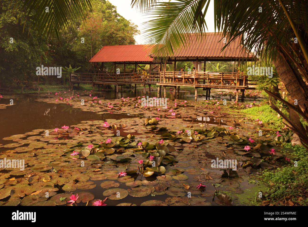 Un jardin de fleurs de lotus dans la ville d'Ayutthaya au nord de bangkok en Thaïlande dans le sud-astasie. ASIE THAÏLANDE AYUTHAYA NATURE FLEUR DE LOTUS Banque D'Images