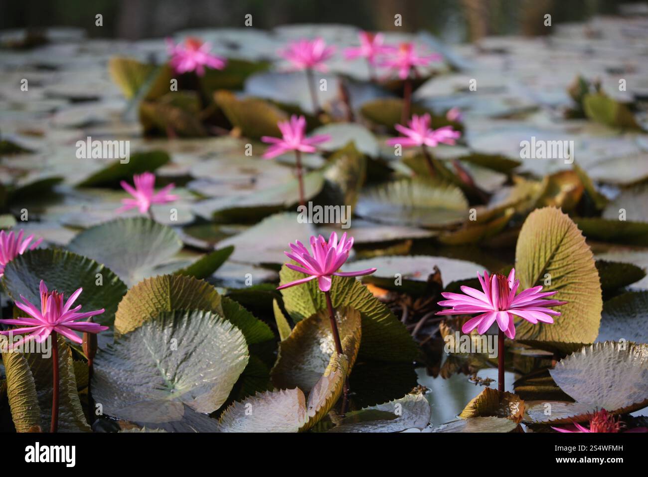 Un jardin de fleurs de lotus dans la ville d'Ayutthaya au nord de bangkok en Thaïlande dans le sud-astasie. ASIE THAÏLANDE AYUTHAYA NATURE FLEUR DE LOTUS Banque D'Images