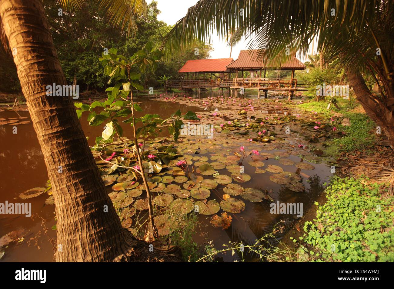 Un jardin de fleurs de lotus dans la ville d'Ayutthaya au nord de bangkok en Thaïlande dans le sud-astasie. ASIE THAÏLANDE AYUTHAYA NATURE FLEUR DE LOTUS Banque D'Images