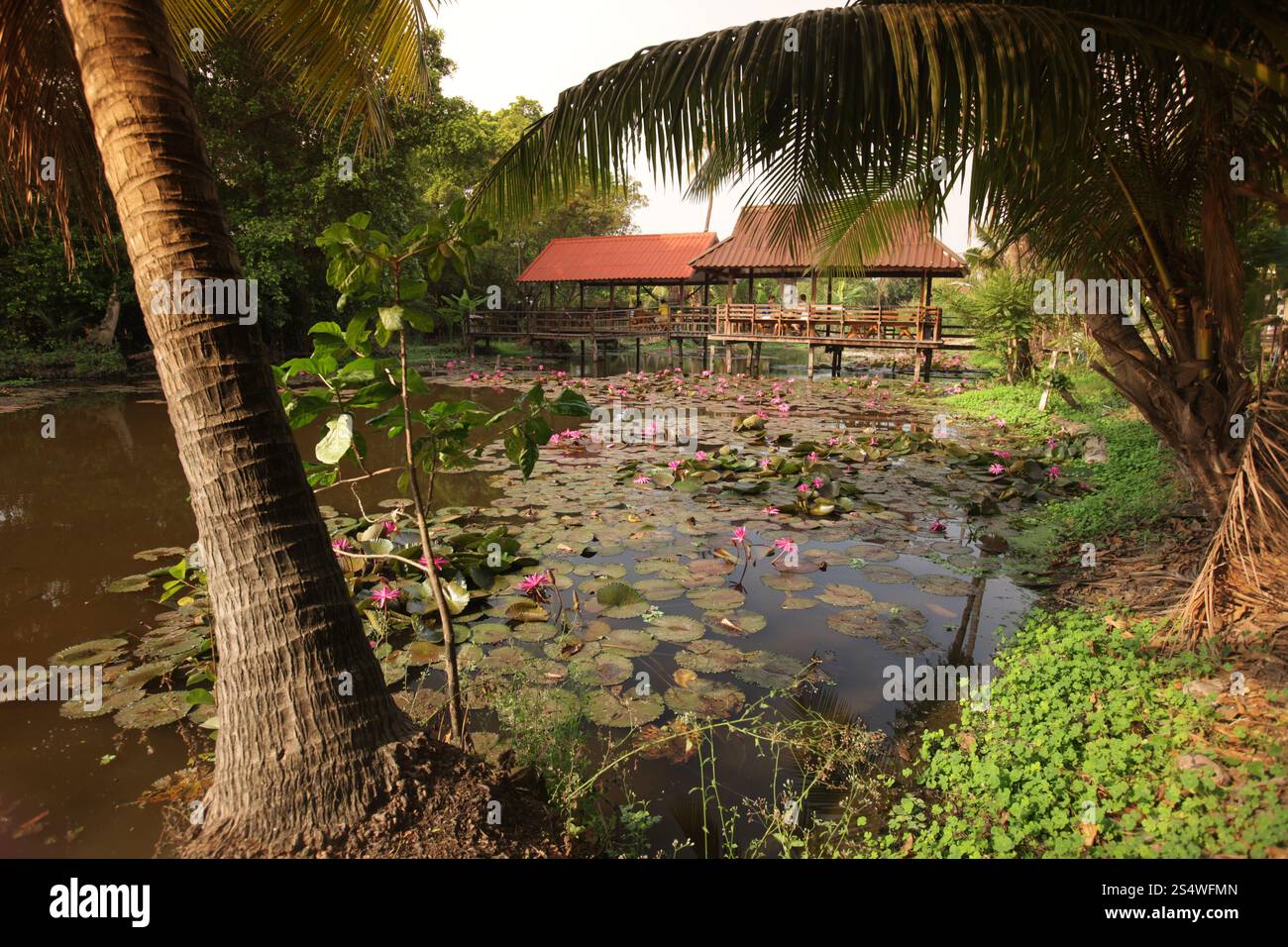 Un jardin de fleurs de lotus dans la ville d'Ayutthaya au nord de bangkok en Thaïlande dans le sud-astasie. ASIE THAÏLANDE AYUTHAYA NATURE FLEUR DE LOTUS Banque D'Images