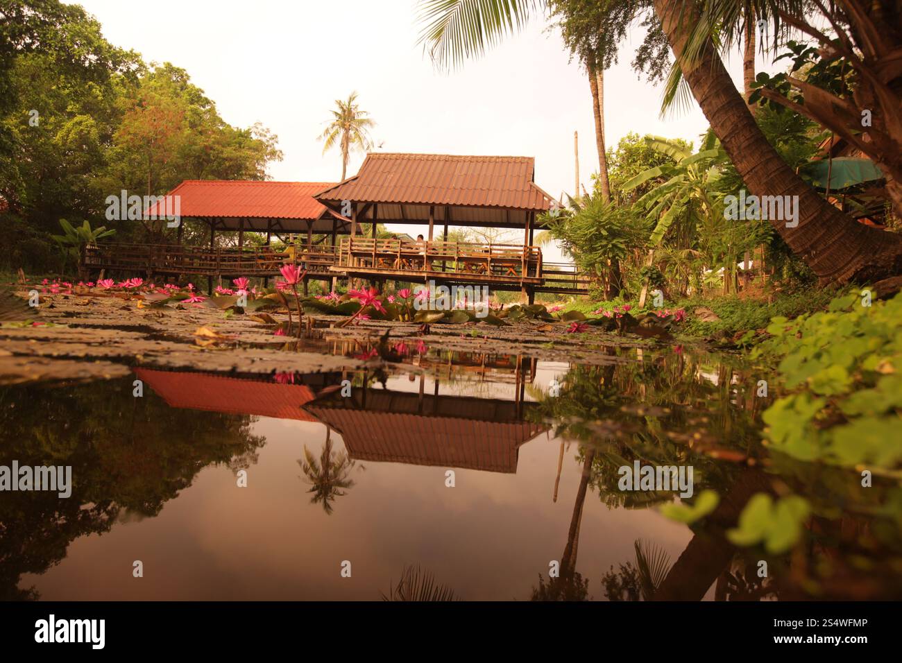 Un jardin de fleurs de lotus dans la ville d'Ayutthaya au nord de bangkok en Thaïlande dans le sud-astasie. ASIE THAÏLANDE AYUTHAYA NATURE FLEUR DE LOTUS Banque D'Images
