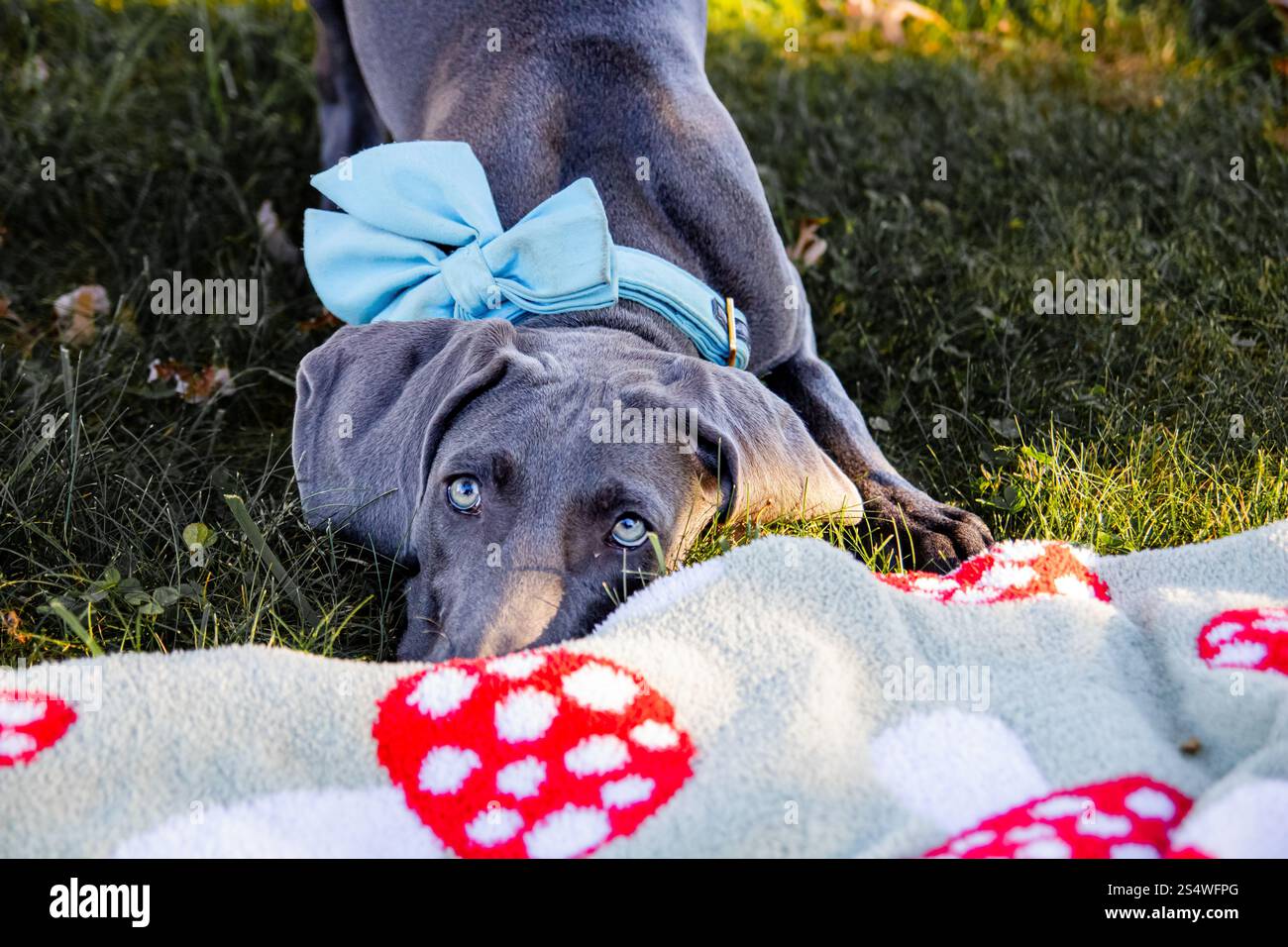 Blue Weimaraner AKC chiot enregistré dans la cour Banque D'Images