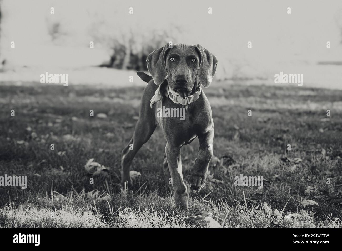 Blue Weimaraner AKC chiot enregistré dans la cour Banque D'Images