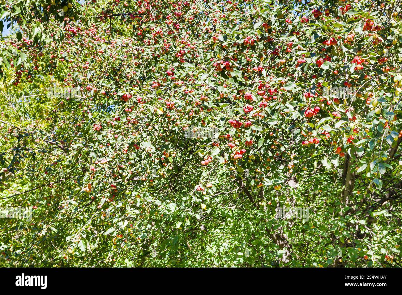 Arbre sauvage malus avec pommes rouges mûrs en forêt en été Banque D'Images
