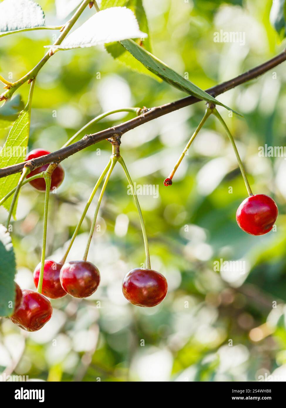 Twig avec plusieurs fruits mûrs de cerise rouge en journée d'été Banque D'Images