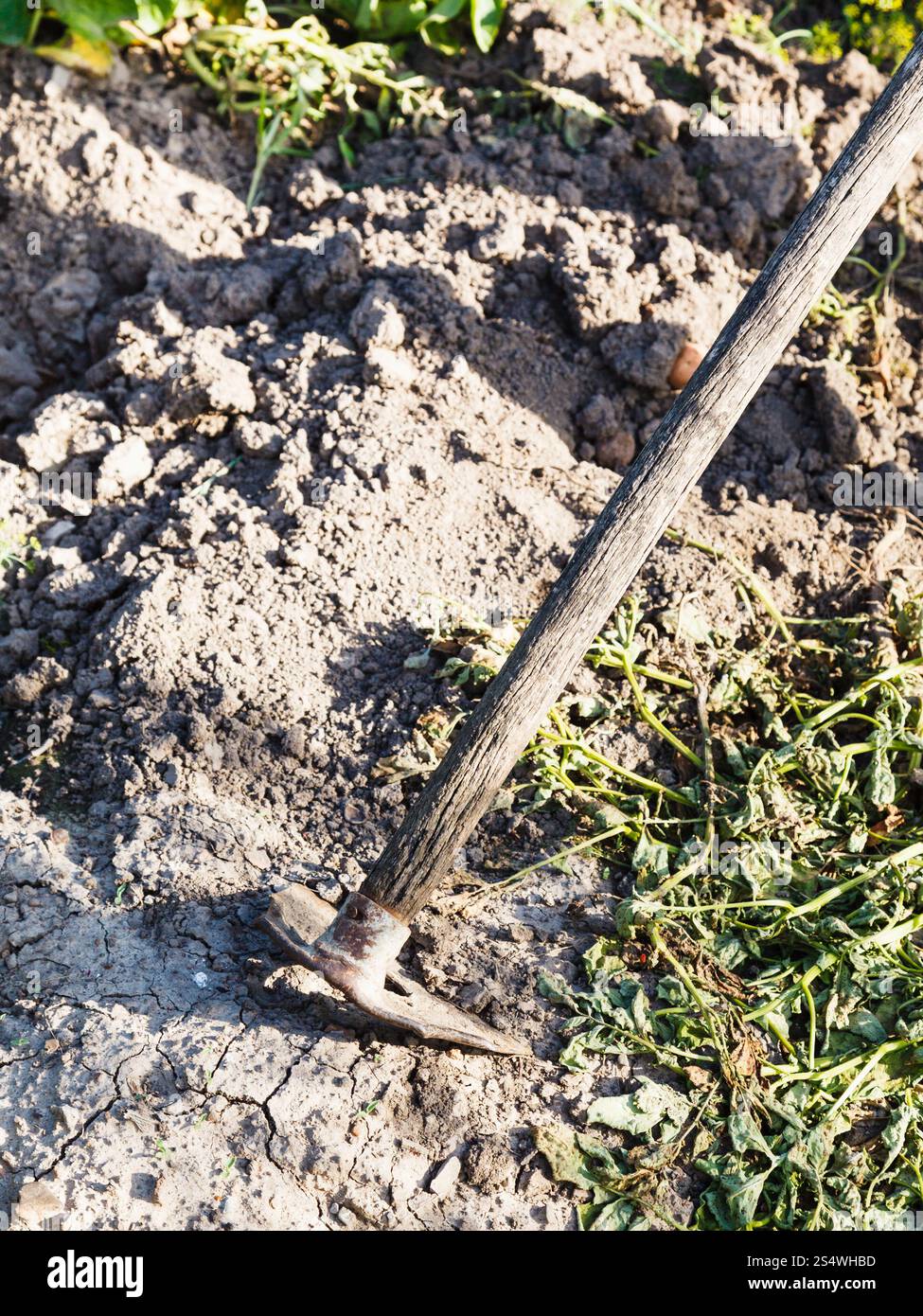 Hilling lit de jardin en helicoptère en été Banque D'Images