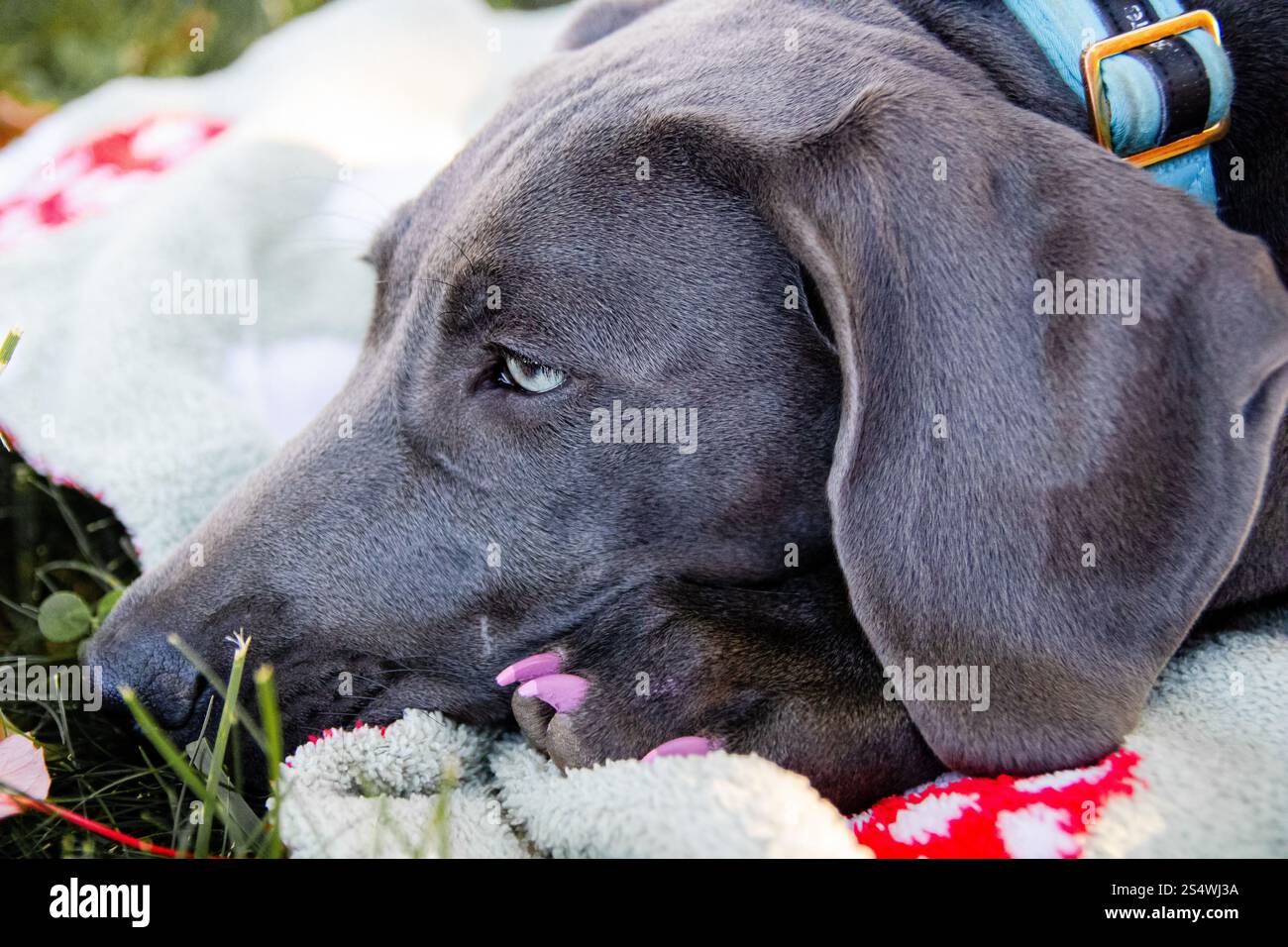Blue Weimaraner AKC chiot enregistré dans la cour Banque D'Images