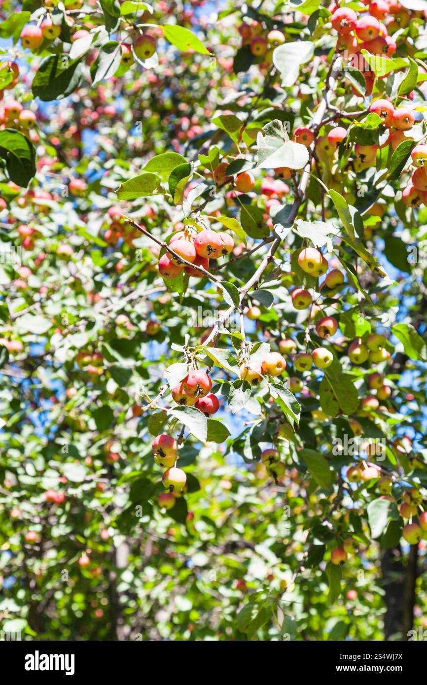 Tree twig avec pommes Malus rose en forêt en été Banque D'Images