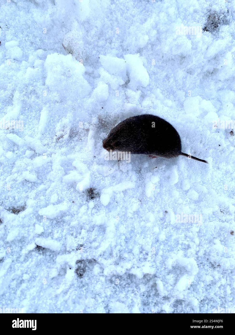 Vole rouge du Sud (Clethrionomys gapperi) Banque D'Images