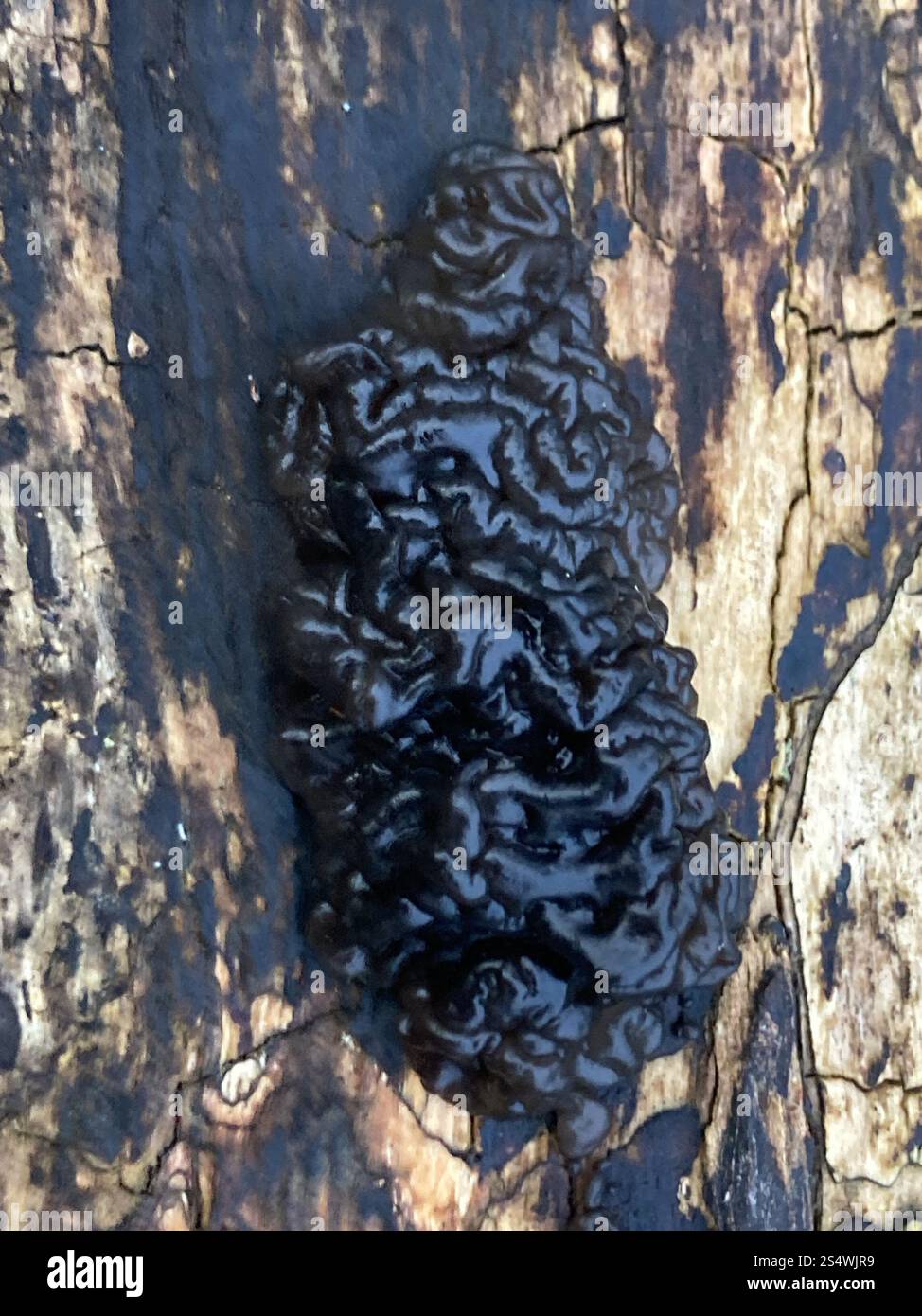 Beurre de Warlock (Exidia nigricans) Banque D'Images