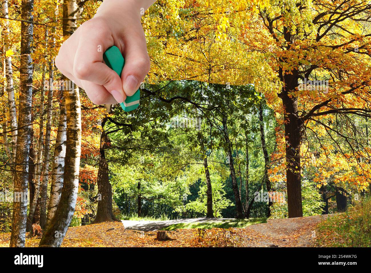Concept nature - les saisons et la météo change : la main avec Eraser efface journée d'été et d'automne forêt est apparaissant Banque D'Images