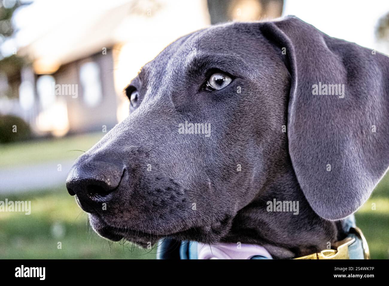 Blue Weimaraner AKC chiot enregistré dans la cour Banque D'Images
