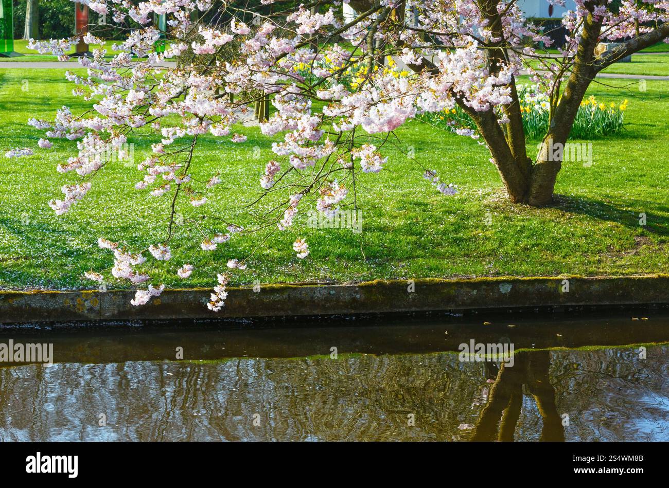 Arbre en fleurs par le canal en spring park. Banque D'Images