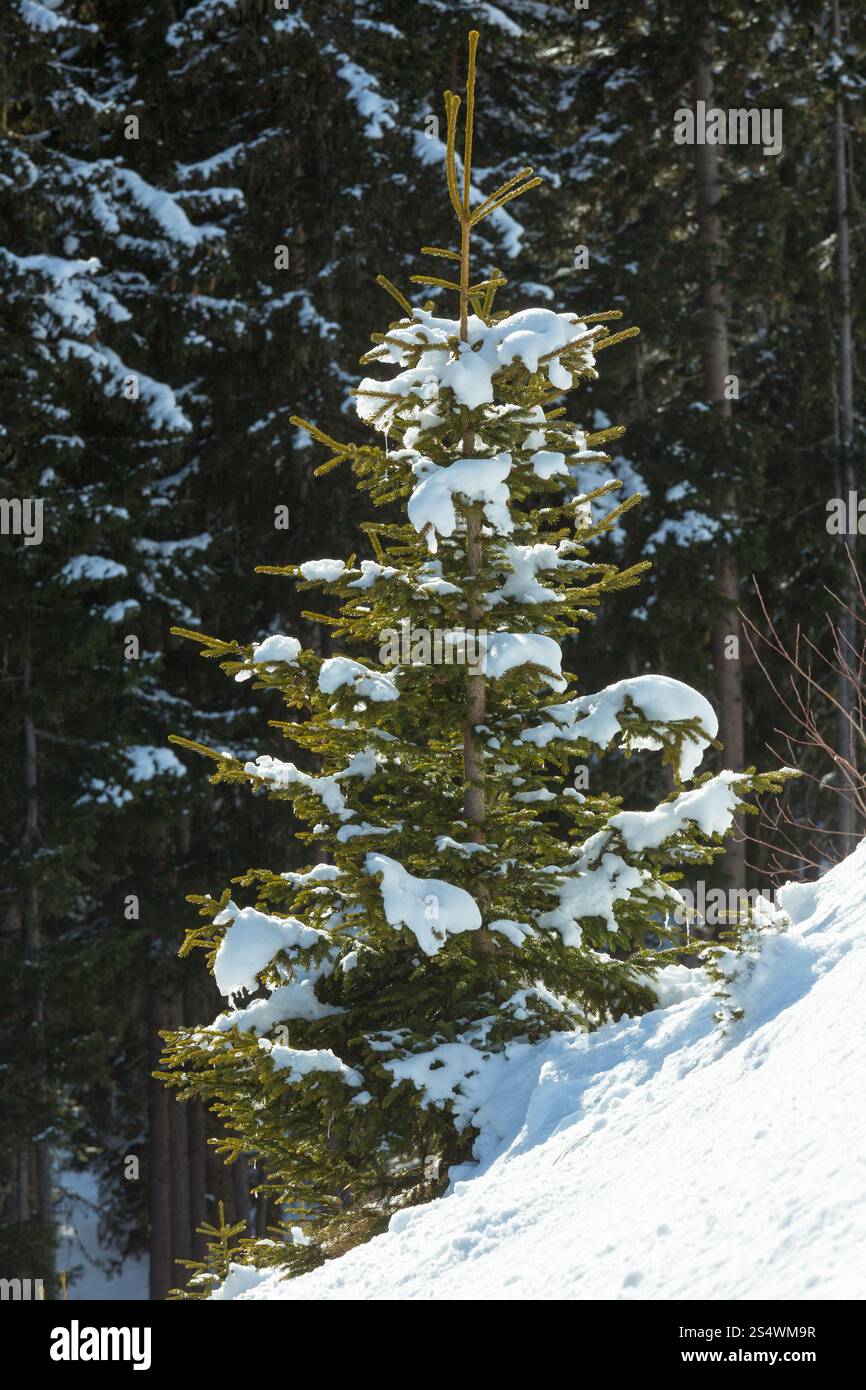 Forêt de montagne d'hiver et belle sapin en face, de l'Autriche. Banque D'Images