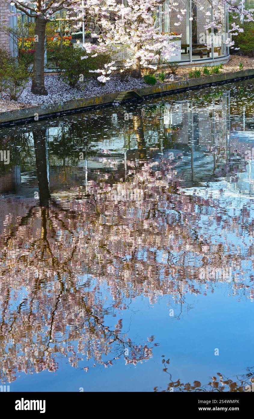 Arbre en fleurs par le canal en spring park. Banque D'Images