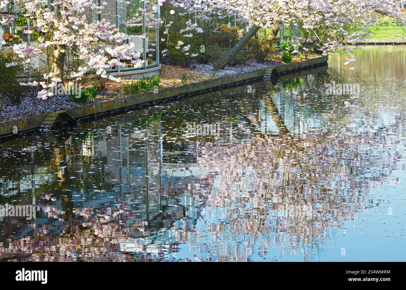 Arbre en fleurs par le canal en spring park. Banque D'Images