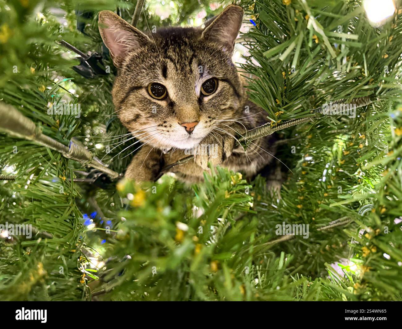 Chat ludique dans l'arbre de Noël Banque D'Images
