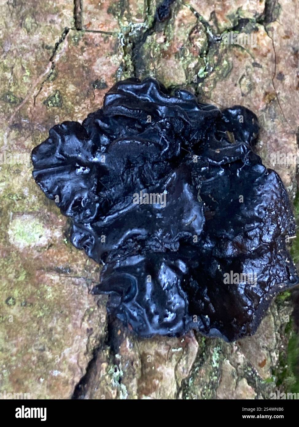 Beurre de Warlock (Exidia nigricans) Banque D'Images