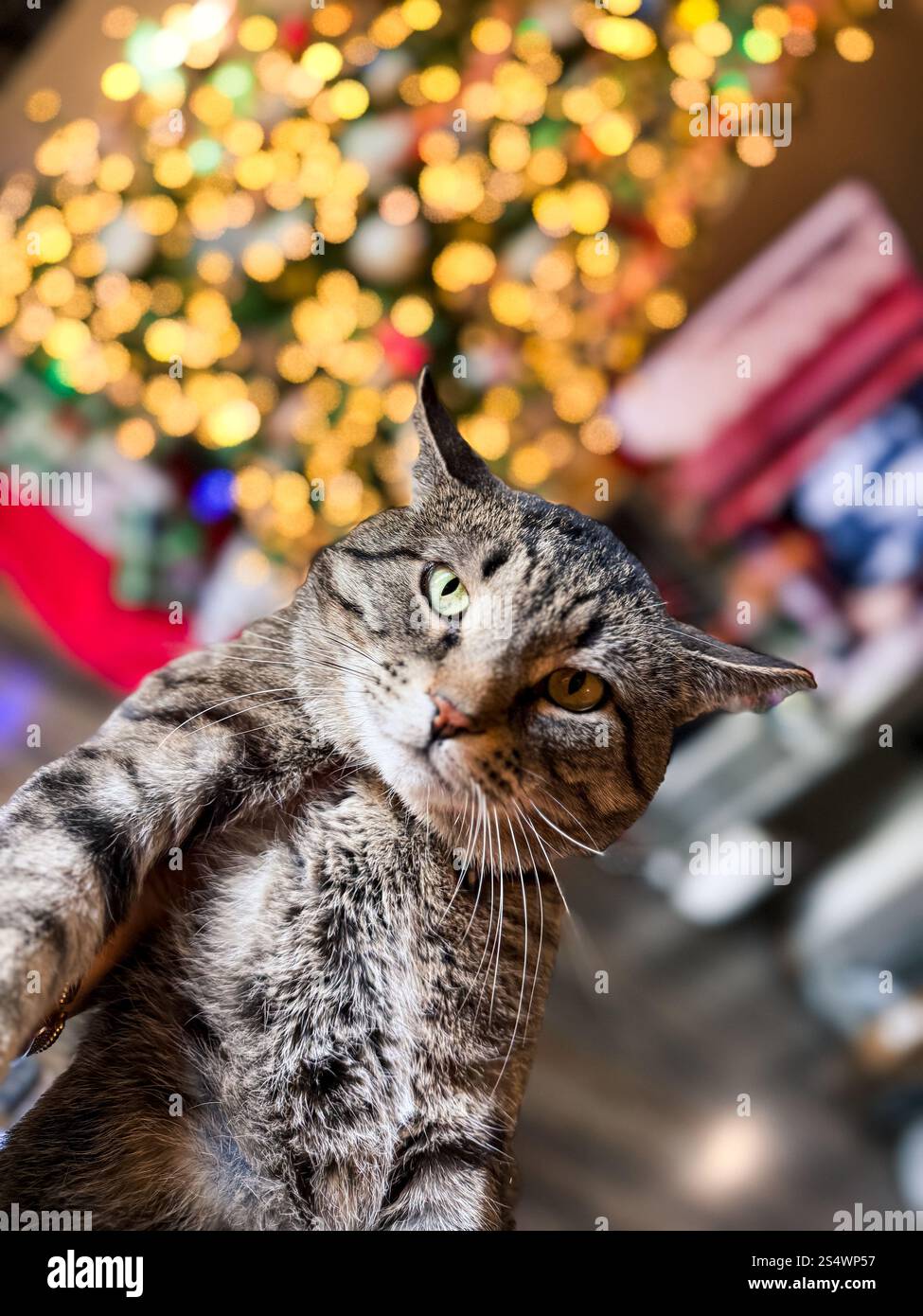 Chat ludique dans l'arbre de Noël Banque D'Images
